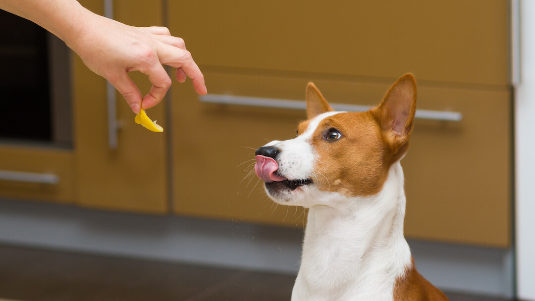 Vitamin c and e for clearance dogs